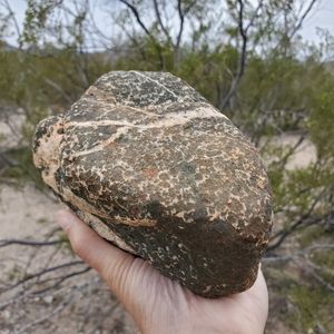 Very Large Dalmatian Jasper Raw Rough Gem Stone